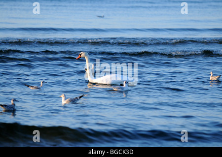 Höckerschwan (Cygnus Olor) an Ostsee, Swinoujscie, Polen Stockfoto