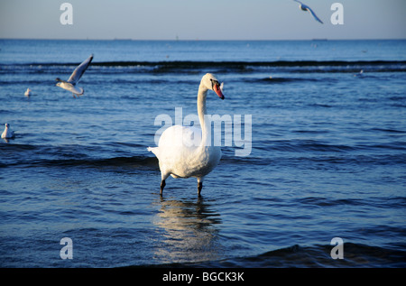 Höckerschwan (Cygnus Olor) an Ostsee, Swinoujscie, Polen Stockfoto