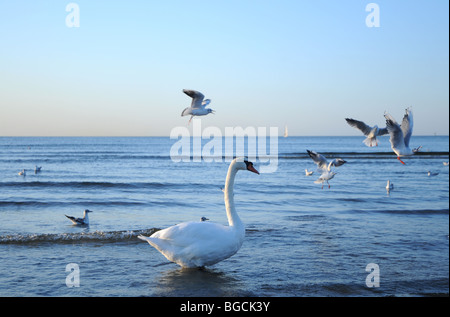 Höckerschwan (Cygnus Olor) an Ostsee, Swinoujscie, Polen Stockfoto