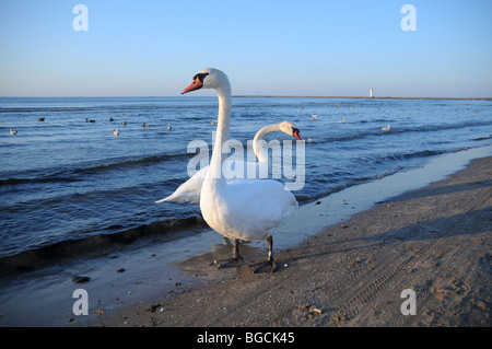 Stummschalten Sie Schwäne (Cygnus Olor) an Ostsee, Swinoujscie, Polen Stockfoto