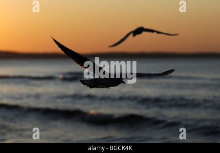 Mews an Ostsee, Swinoujscie, Polen Stockfoto