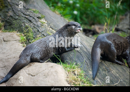 Asiatischen kurze Krallen Otter (Aonyx Cinerea) Stockfoto