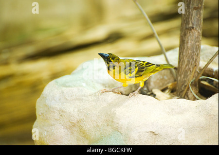 Schwarze Spitze Webervogel (Ploceus Cucullatus Bohndorffi) Stockfoto