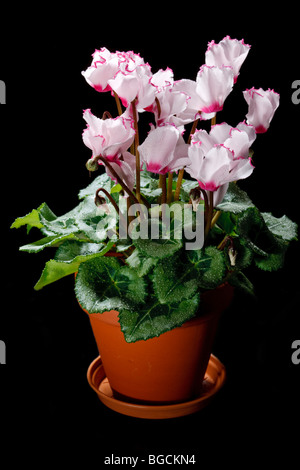 Der Florist, Cyklamen Alpenveilchen (Cyclamen persicum) Stockfoto