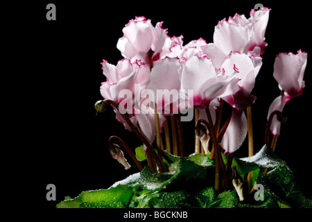 Der Florist, Cyklamen Alpenveilchen (Cyclamen persicum) Stockfoto