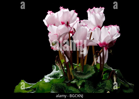 Der Florist, Cyklamen Alpenveilchen (Cyclamen persicum) Stockfoto