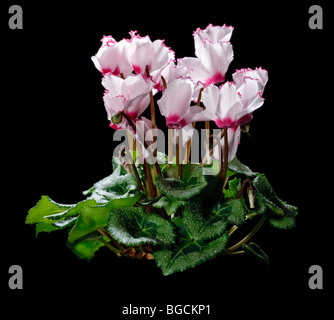 Der Florist, Cyklamen Alpenveilchen (Cyclamen persicum) Stockfoto