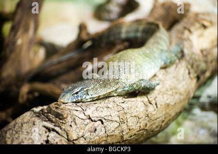 Nil-Waran (Varanus Niloticus) Stockfoto