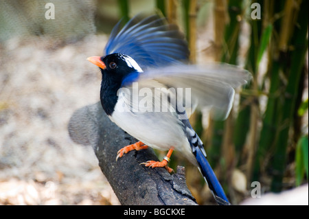 Rot in Rechnung gestellt blaue Elster (Urocissa Erythrorhyncha) Stockfoto