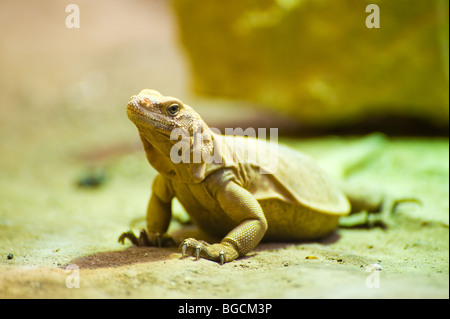 Western Chuckwalla (Sauromalus Obesus) Stockfoto