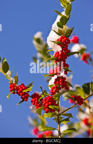 ARLINGTON, VIRGINIA, USA - Stechpalme Bush mit roten Beeren und Schnee. Stockfoto