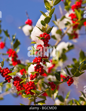 ARLINGTON, VIRGINIA, USA - Stechpalme Bush mit roten Beeren und Schnee. Stockfoto