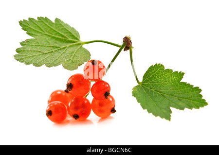 Zweig der roten Johannisbeere isoliert Stockfoto