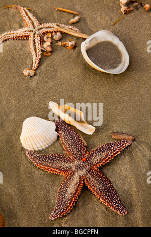 A sugar starfish (Asterias rubens) on Isle of Palms beach near Charleston, SC. Stockfoto