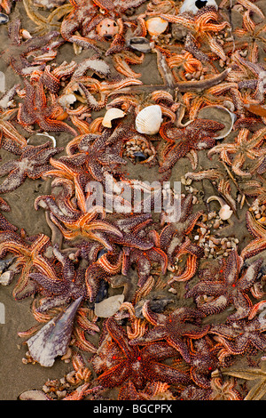 Eine Masse von klein-Wirbelsäule Seestern (Echinaster Spinulosus) bei der Isle of Palms Beach in der Nähe von Charleston, SC. Stockfoto