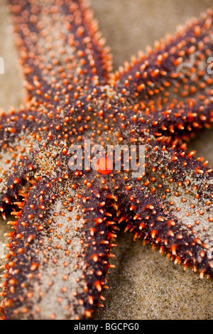 Eine kleine Wirbelsäule Seestern (Echinaster Spinulosus) bei der Isle of Palms Beach in der Nähe von Charleston, SC. Stockfoto