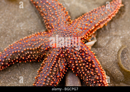 Eine kleine Wirbelsäule Seestern (Echinaster Spinulosus) bei der Isle of Palms Beach in der Nähe von Charleston, SC. Stockfoto