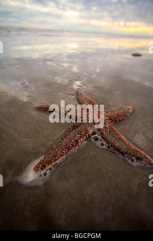 Eine kleine Wirbelsäule Seestern (Echinaster Spinulosus) bei der Isle of Palms Beach in der Nähe von Charleston, SC. Stockfoto