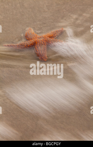 Eine kleine Wirbelsäule Seestern (Echinaster Spinulosus) bei der Isle of Palms Beach in der Nähe von Charleston, SC. Stockfoto