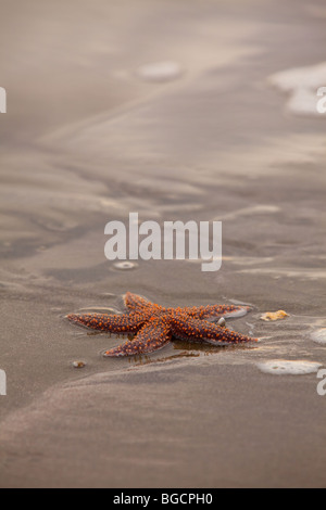 Eine kleine Wirbelsäule Seestern (Echinaster Spinulosus) bei der Isle of Palms Beach in der Nähe von Charleston, SC. Stockfoto