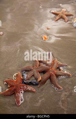 Eine kleine Wirbelsäule Seestern (Echinaster Spinulosus) bei der Isle of Palms Beach in der Nähe von Charleston, SC. Stockfoto