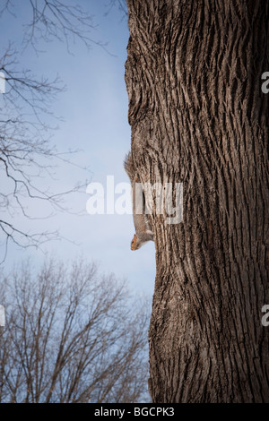 Ein Eichhörnchen hängt von der Seite aus einem Baumstamm im Central Park in New York USA 20. Dezember 2009 Stockfoto