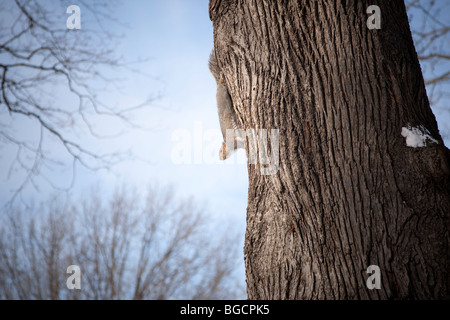 Ein Eichhörnchen hängt von der Seite aus einem Baumstamm im Central Park in New York USA 20. Dezember 2009 Stockfoto