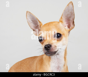 Prinz der Chihuahua Stockfoto