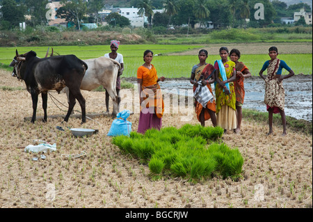 Indische Frauen und Männer, die Vorbereitung auf die neue Pflanze Reis Pflanzen in einem Reisfeld. Puttaparthi, Andhra Pradesh, Indien Stockfoto