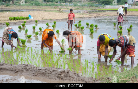 Indische Frauen einpflanzen junge Reispflanzen in einem Reisfeld in Indien. Andhra Pradesh, Indien Stockfoto