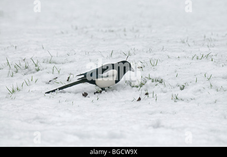 Elster im Schnee auf der Suche nach Nahrung Stockfoto