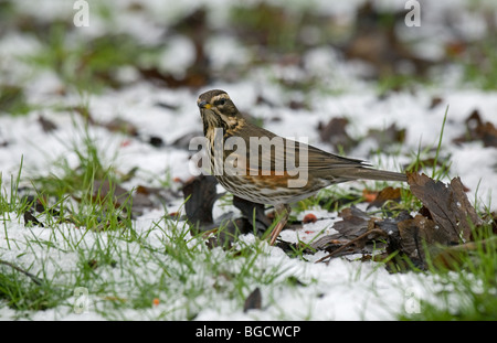 Rotdrossel im Schnee Stockfoto