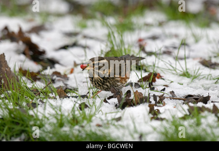 Rotdrossel im Schnee mit berry Stockfoto