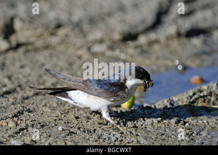 Gemeinsamen Mehlschwalbe (Delichon Urbicum / Delichon Urbica) Schlamm für den Nestbau zu sammeln Stockfoto