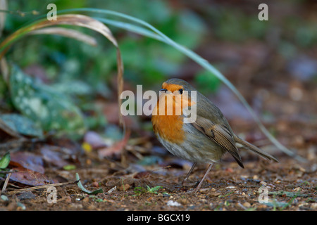 Robin Erithacus Rubecula am Boden Alarm Fütterung Stockfoto