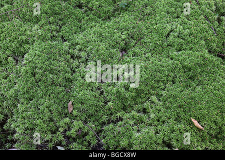 Moos auf Waldboden Stockfoto