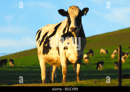 eine schwarze und weiße Kuh auf einem grünen Hügel-Gebiet mit Herde im Hintergrund und ein blauer Himmel Stockfoto