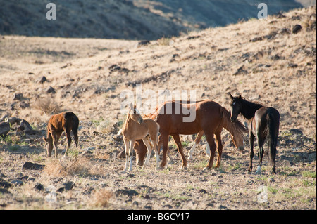 Herde von wilden Pferde Equus Ferus Caballus Nevada Stockfoto