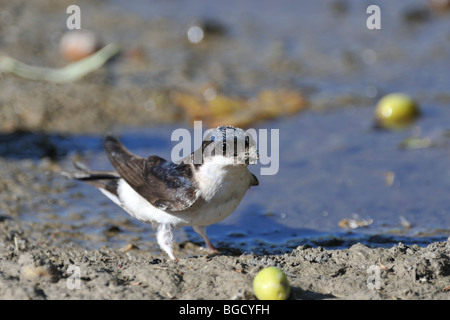 Gemeinsamen Mehlschwalbe (Delichon Urbicum / Delichon Urbica) Schlamm für den Nestbau zu sammeln Stockfoto