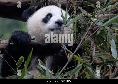 Großer Panda (Ailuropoda Melanoleuca) in einem Forschungs- und Zucht-Zentrum, verlässt Essen Bambus, Chengdu, Sichuan, China, Asien Stockfoto