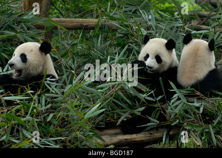 Drei großen Pandas (Ailuropoda Melanoleuca) in einem Forschungs- und Zucht-Zentrum, Essen Bambus Blätter, Chengdu, Sichuan, China, A Stockfoto