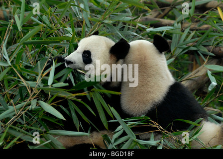 Zwei riesige Pandas (Ailuropoda Melanoleuca) in einem Forschungs- und Zucht-Zentrum, bequem essen Bambus Blätter, Chengdu, Sichuan Stockfoto