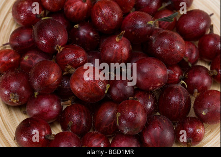 Stachelbeeren Stockfoto