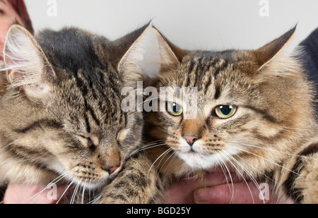 Mann & Frau mit 2 Katzen Stockfoto