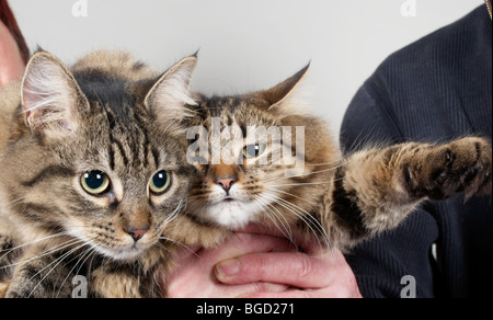 Katzen, die von ihren Besitzern gehalten Stockfoto