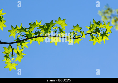 Amerikanisches Sweetgum Baum Blätter im zeitigen Frühjahr Stockfoto