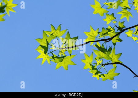 Amerikanisches Sweetgum Baum Blätter im zeitigen Frühjahr Stockfoto