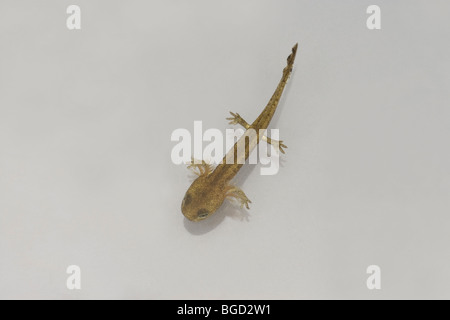 Europäische Feuersalamander (Salamandra Salamandra). Larve oder Kaulquappe. Stockfoto