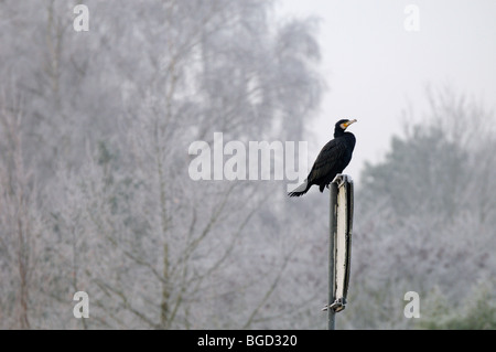 Kormoran thront auf post Stockfoto