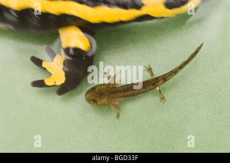 Europäische Feuersalamander (Salamandra salamandra). Nur hinterlegt, der geboren, in Wasser, Larven oder Kaulquappe, durch weibliche. Lebendgebärend. Stockfoto